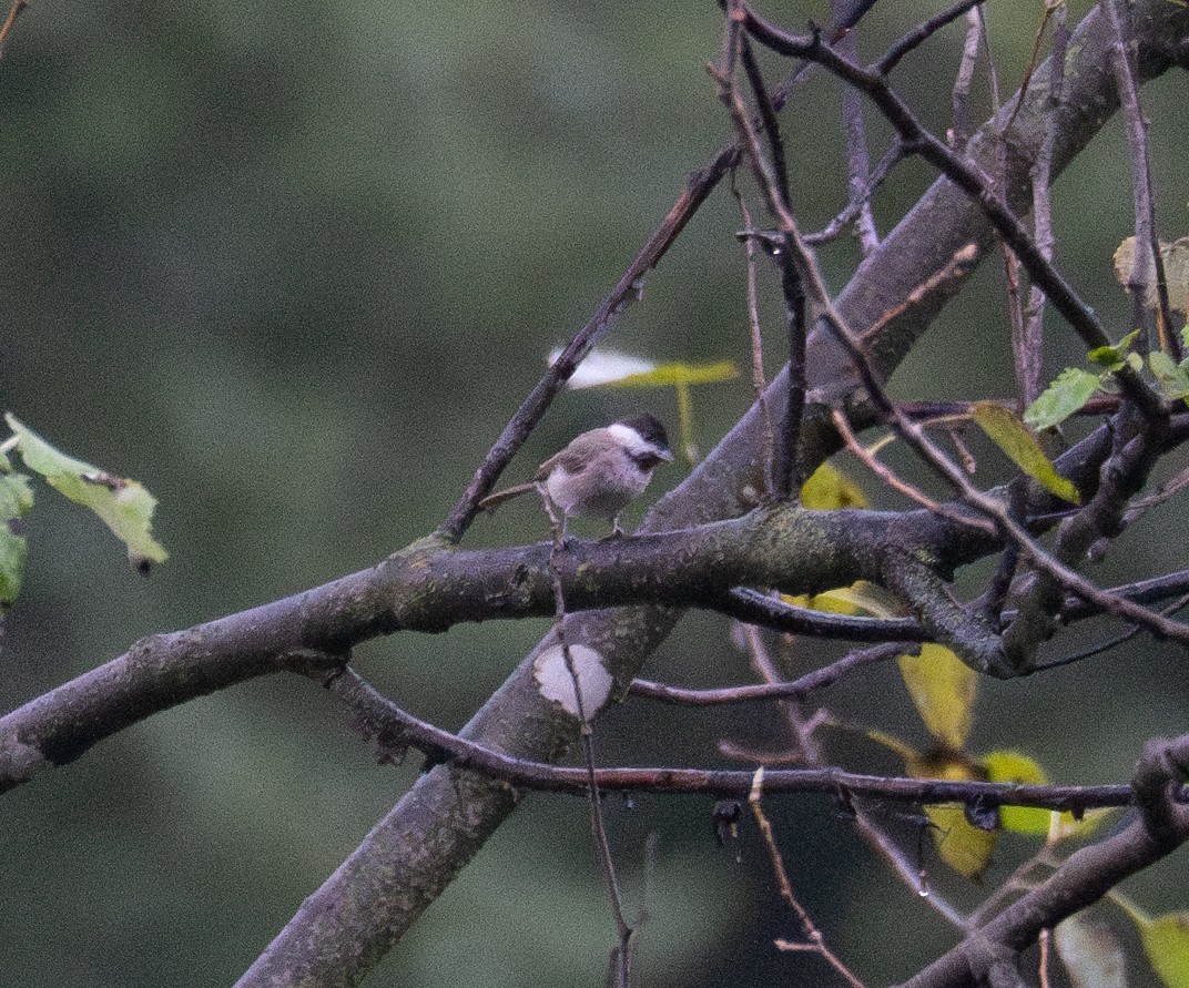 Black-bibbed Tit - ML629122919