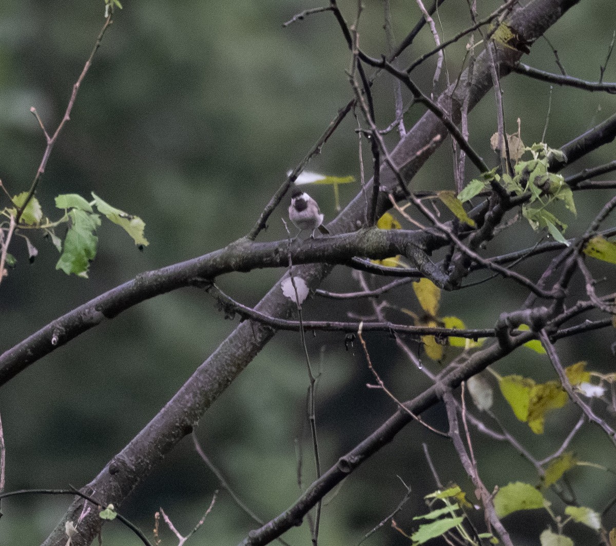 Black-bibbed Tit - ML629122920