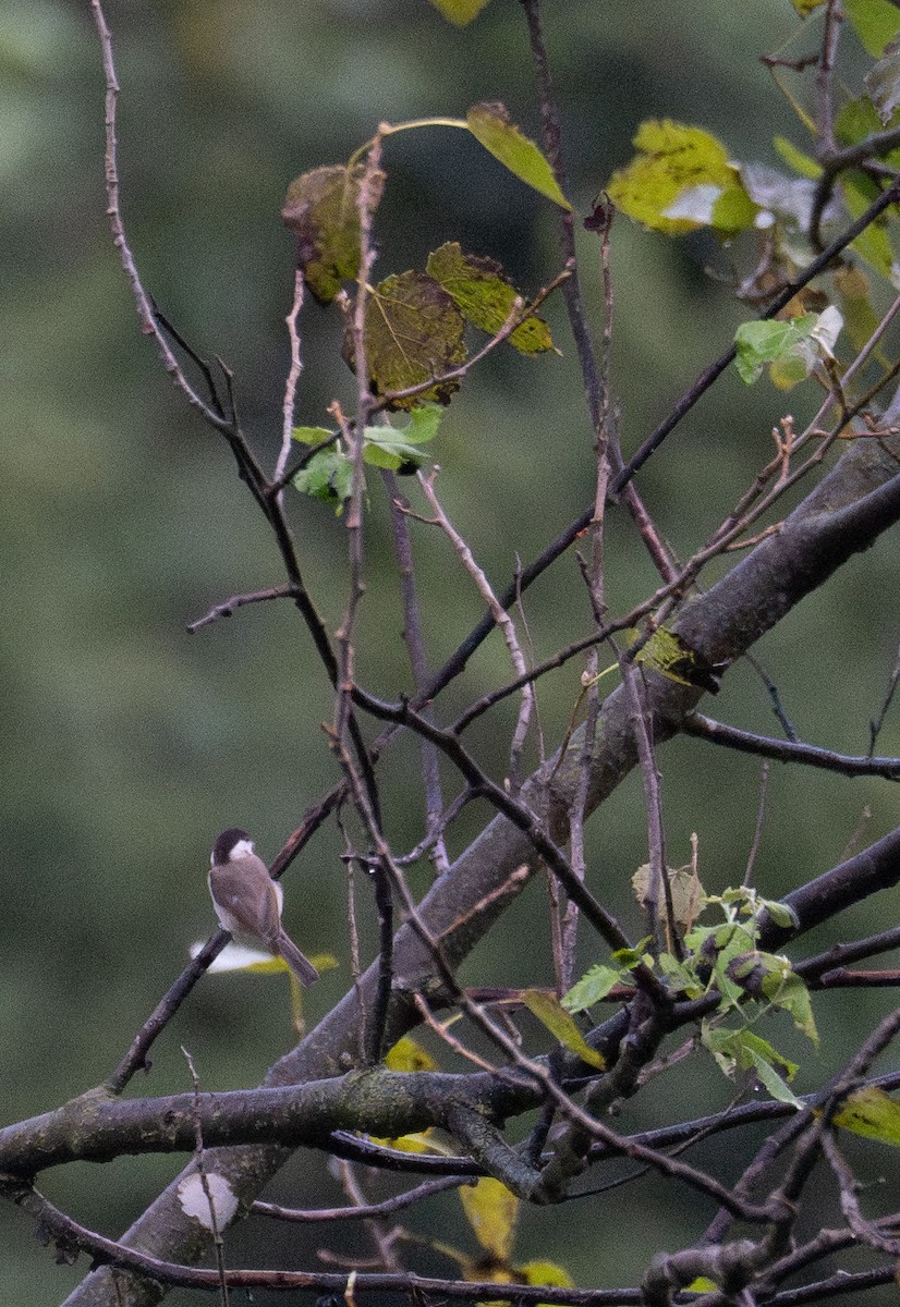 Black-bibbed Tit - ML629122921