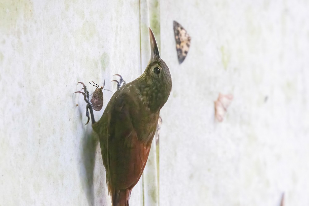 Spotted Woodcreeper - ML629123039