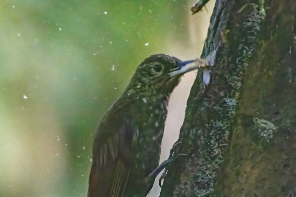 Spotted Woodcreeper - ML629123040