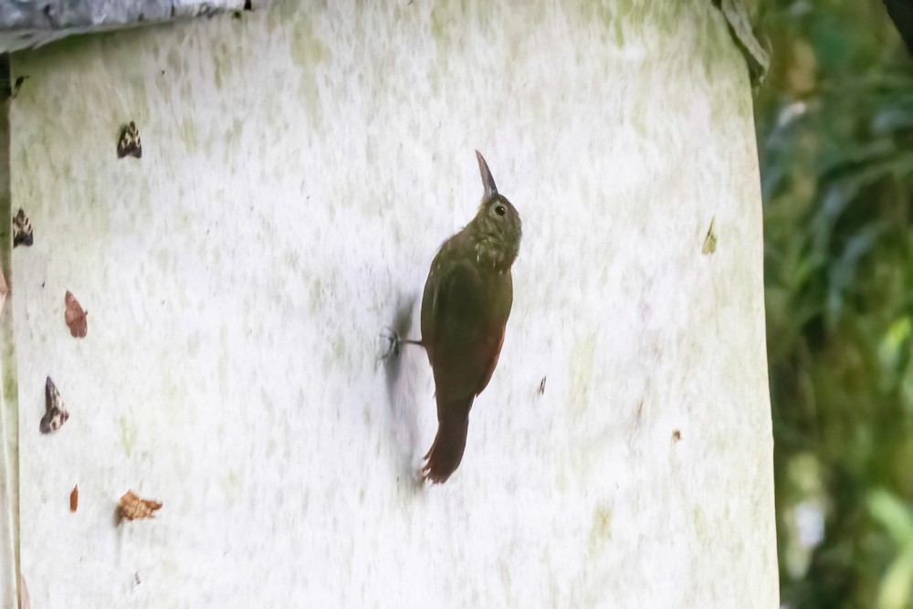 Spotted Woodcreeper - ML629123041