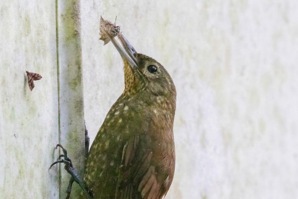 Spotted Woodcreeper - ML629123042