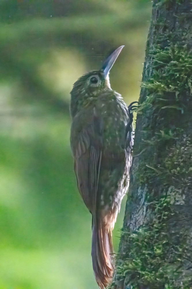 Spotted Woodcreeper - ML629123043