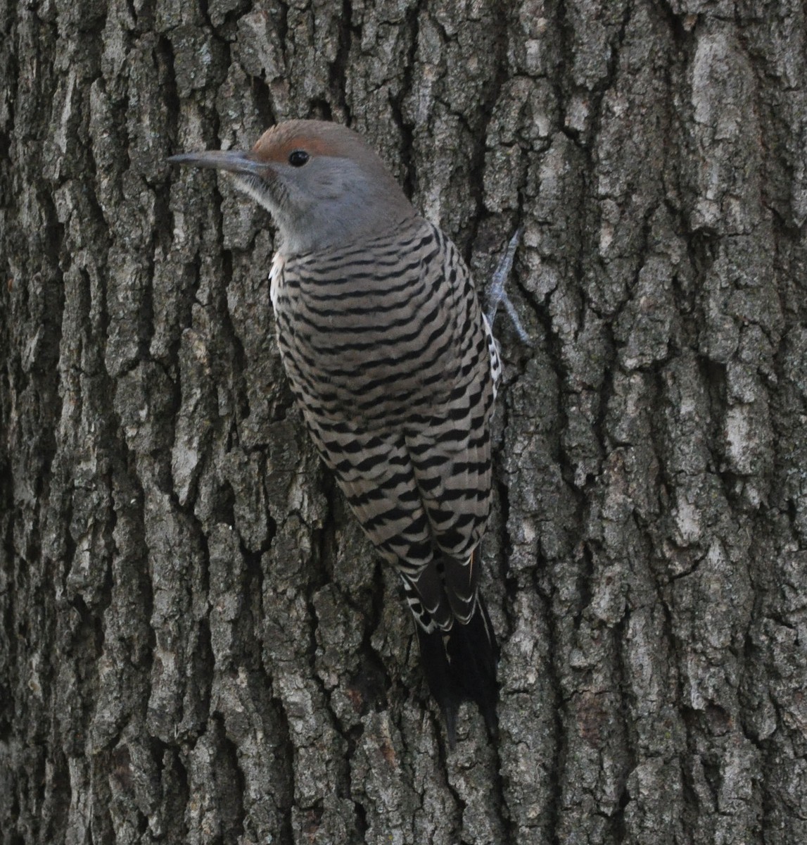 Northern Flicker - ML629123187