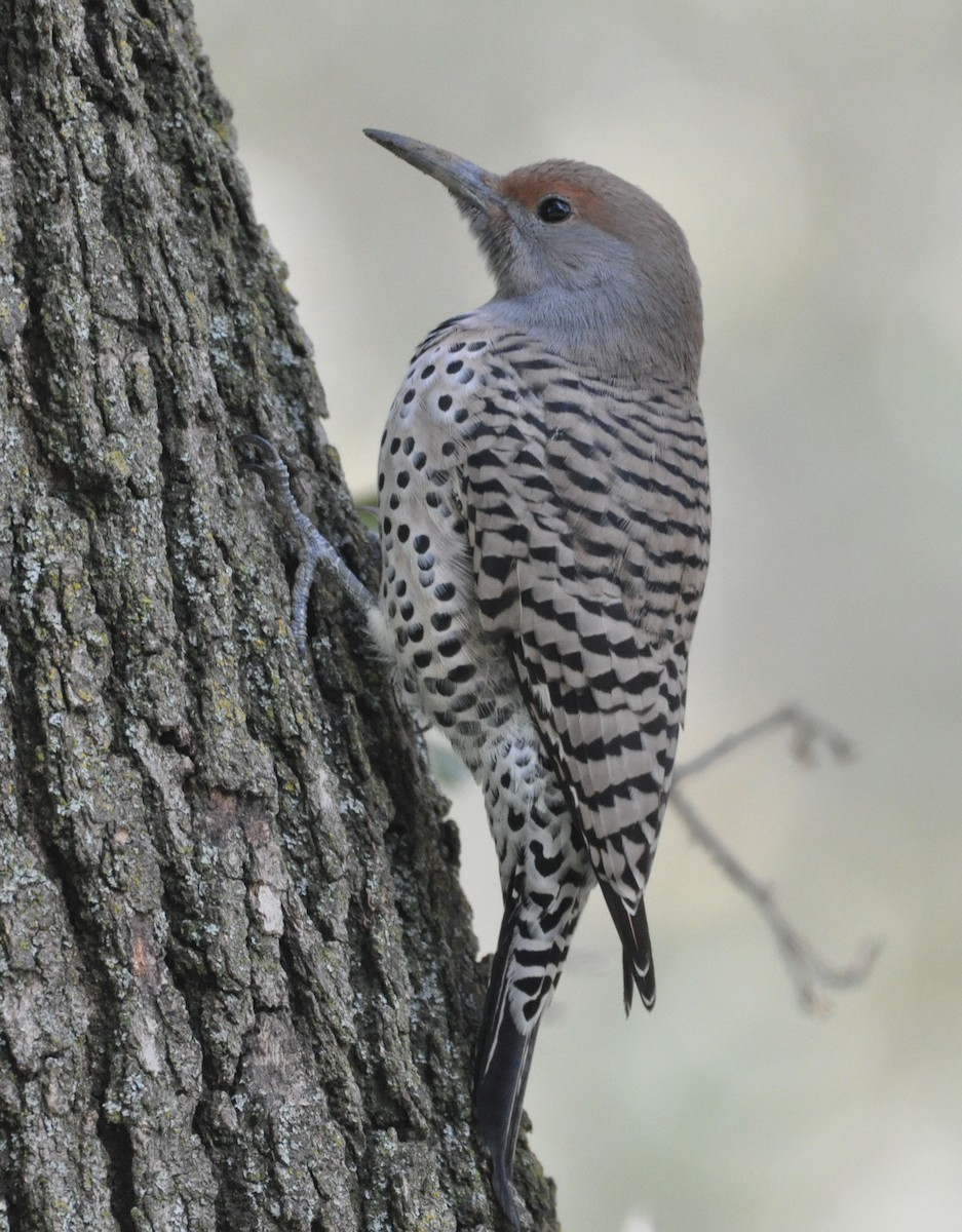 Northern Flicker - ML629123188