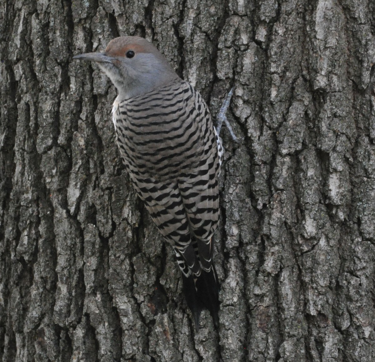 Northern Flicker - ML629123189