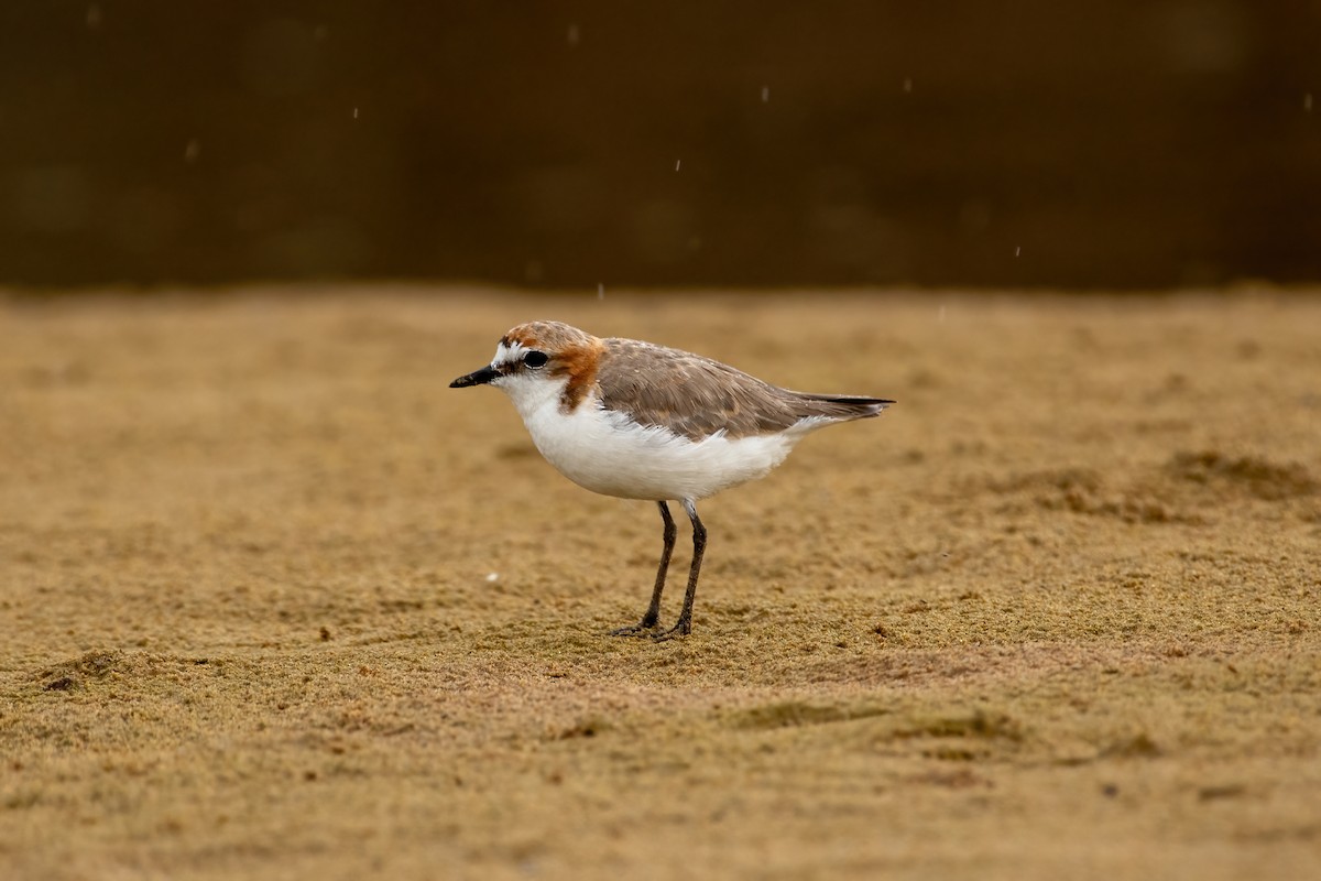 Red-capped Plover - ML629123209