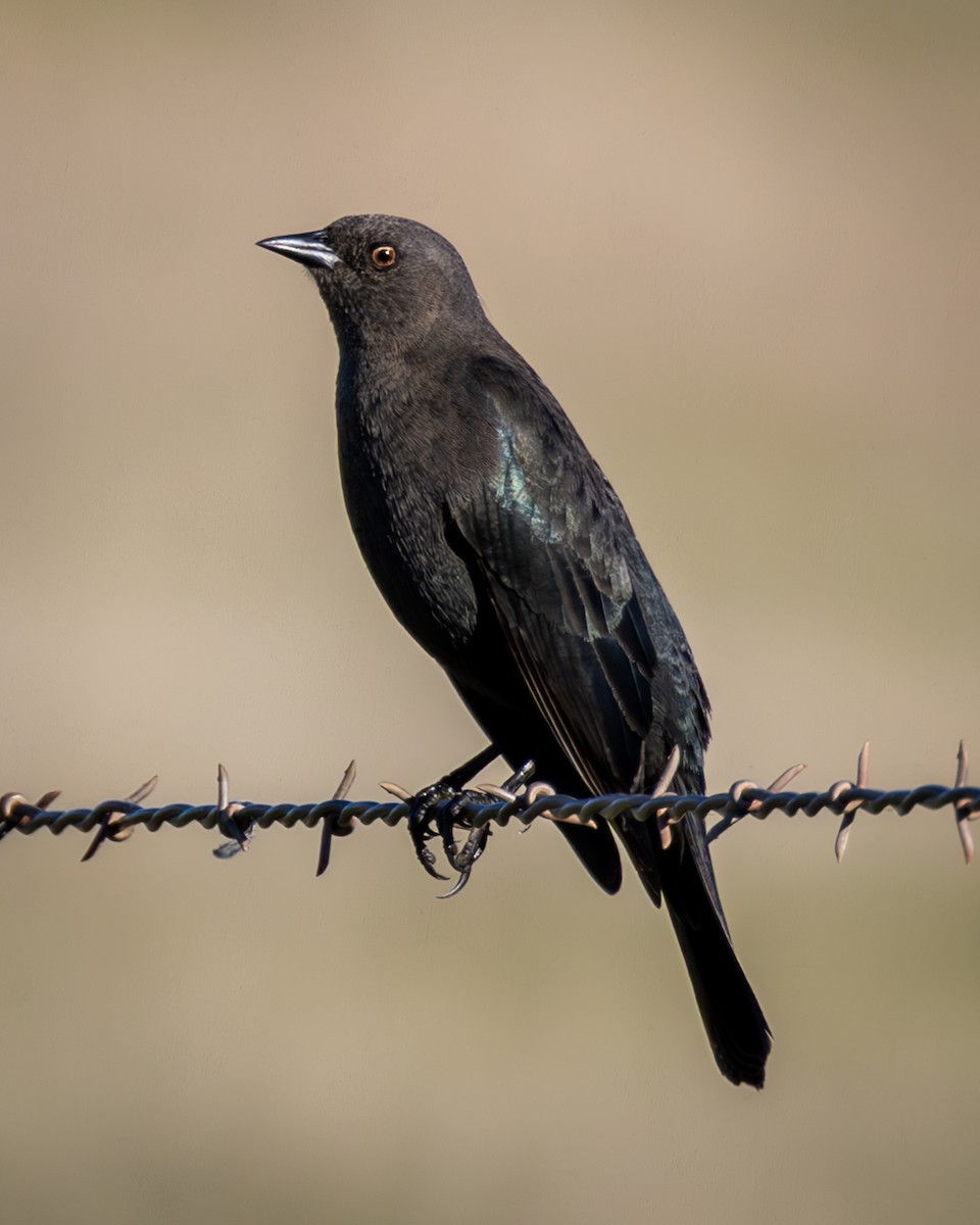 Brewer's Blackbird - ML629123365