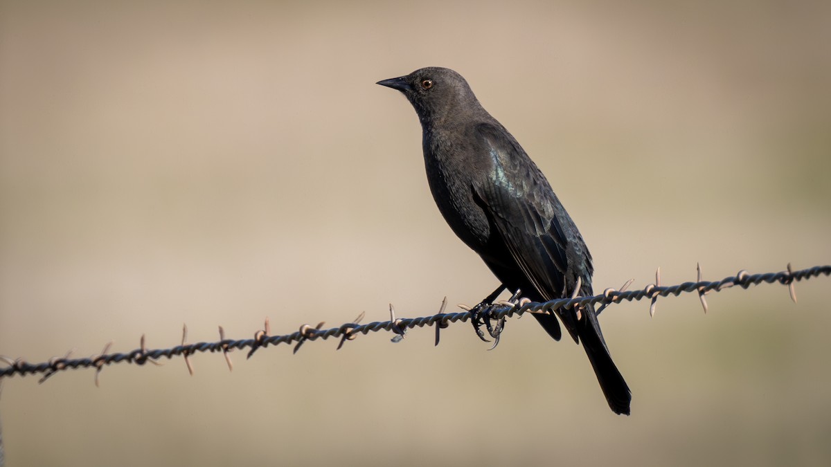 Brewer's Blackbird - ML629123366