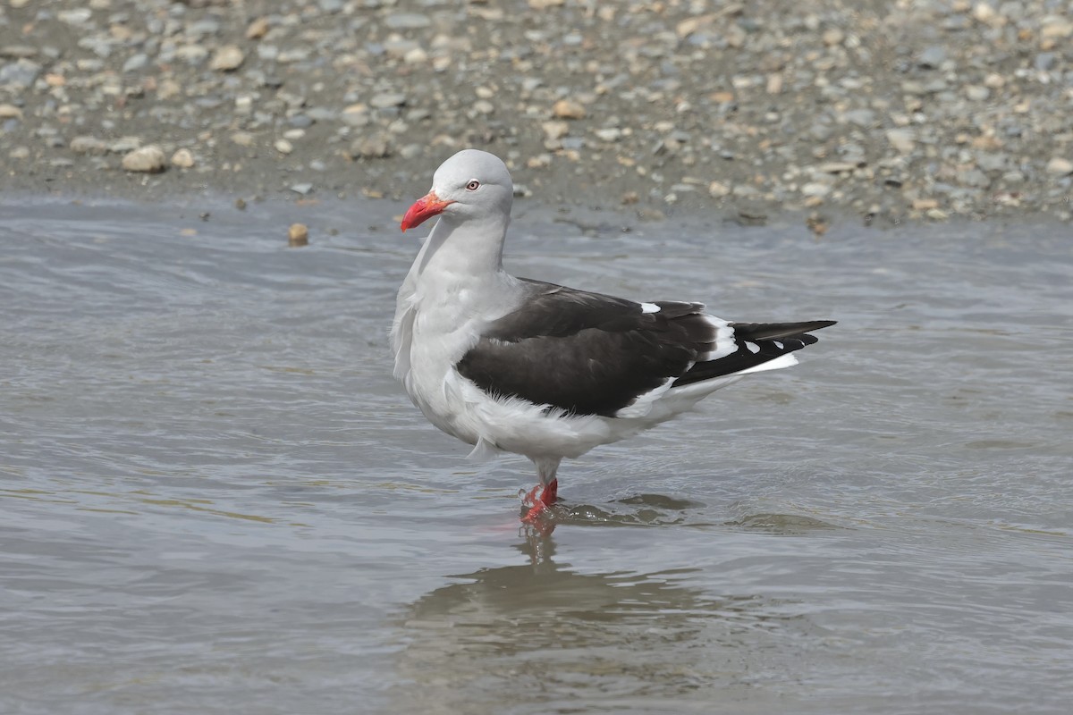 Dolphin Gull - ML629123400