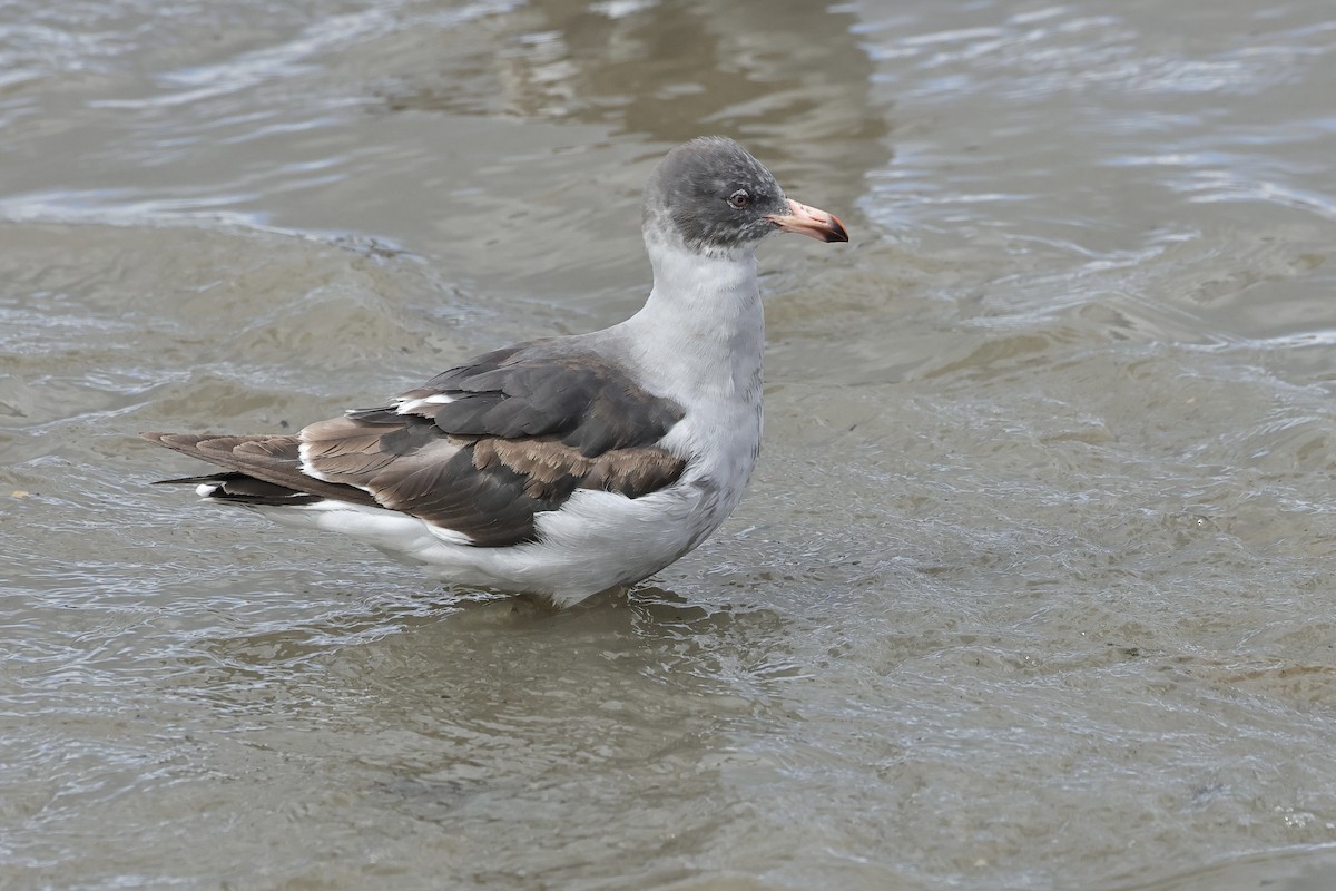 Dolphin Gull - ML629123401