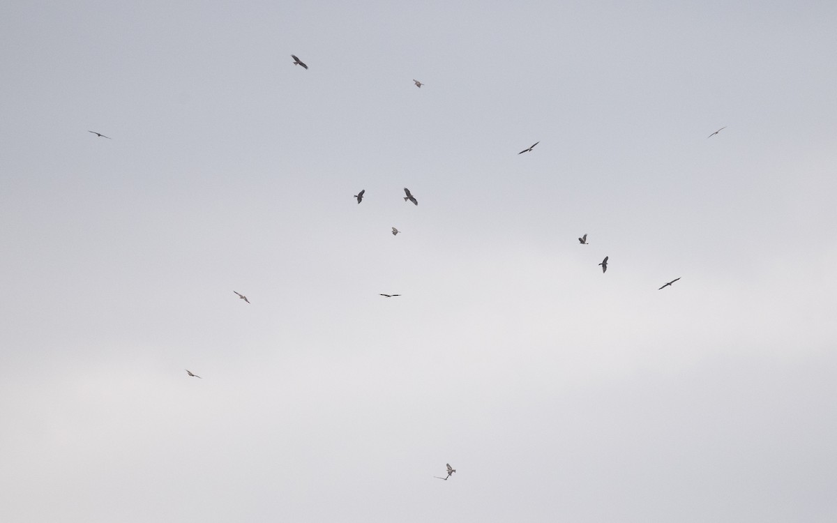 Black Kite (Black) - ML629123443