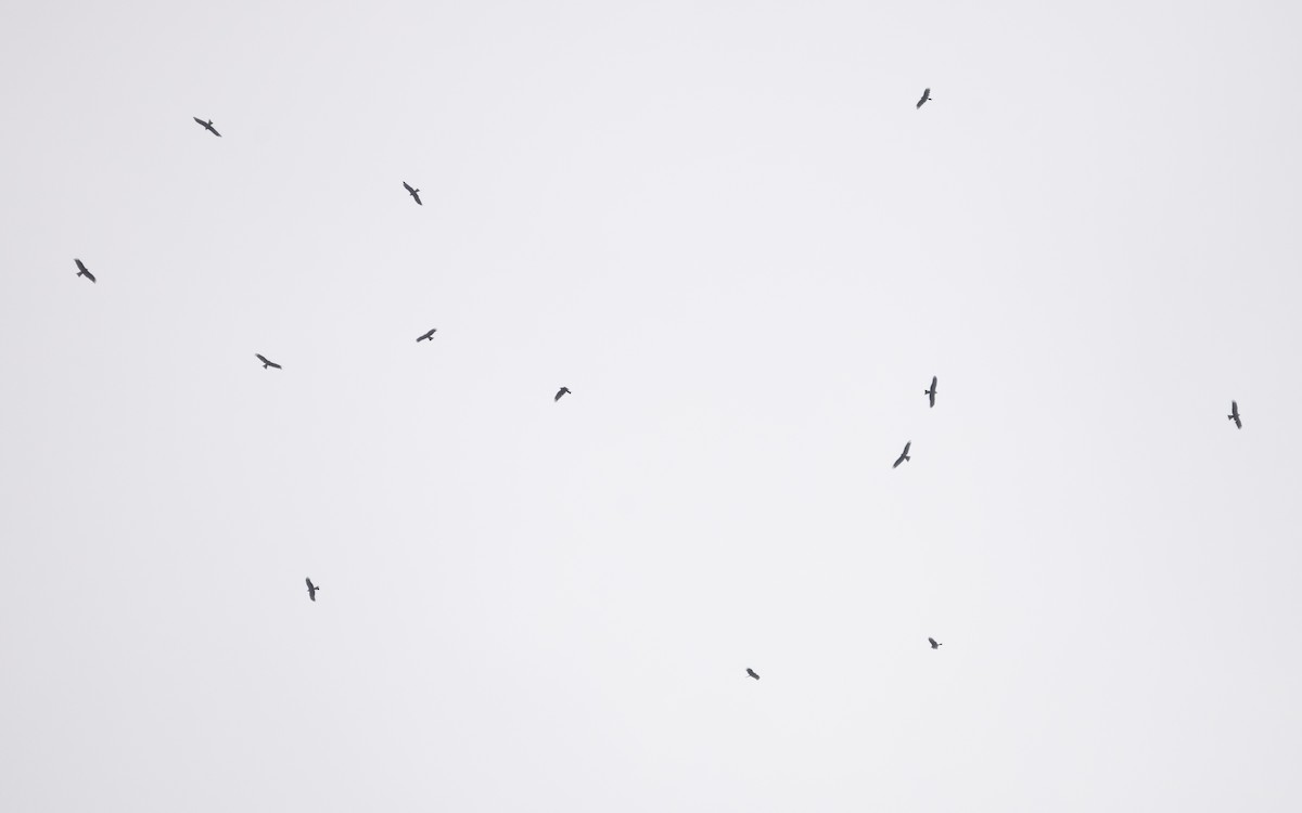 Black Kite (Black) - ML629123466