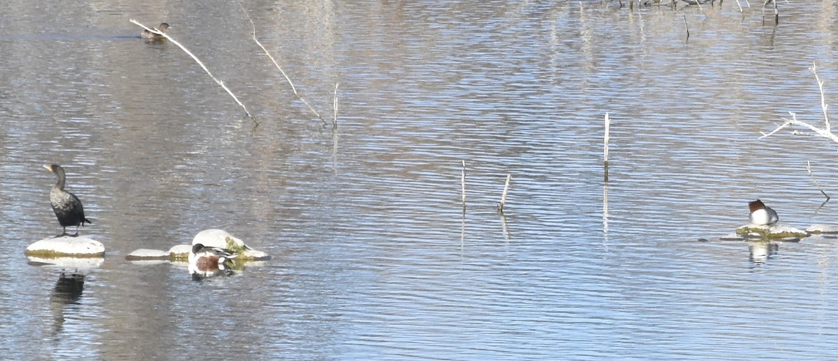 Northern Shoveler - ML629123502