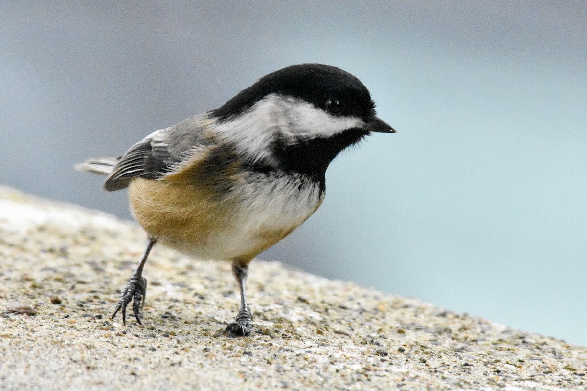 Black-capped Chickadee - ML629123643