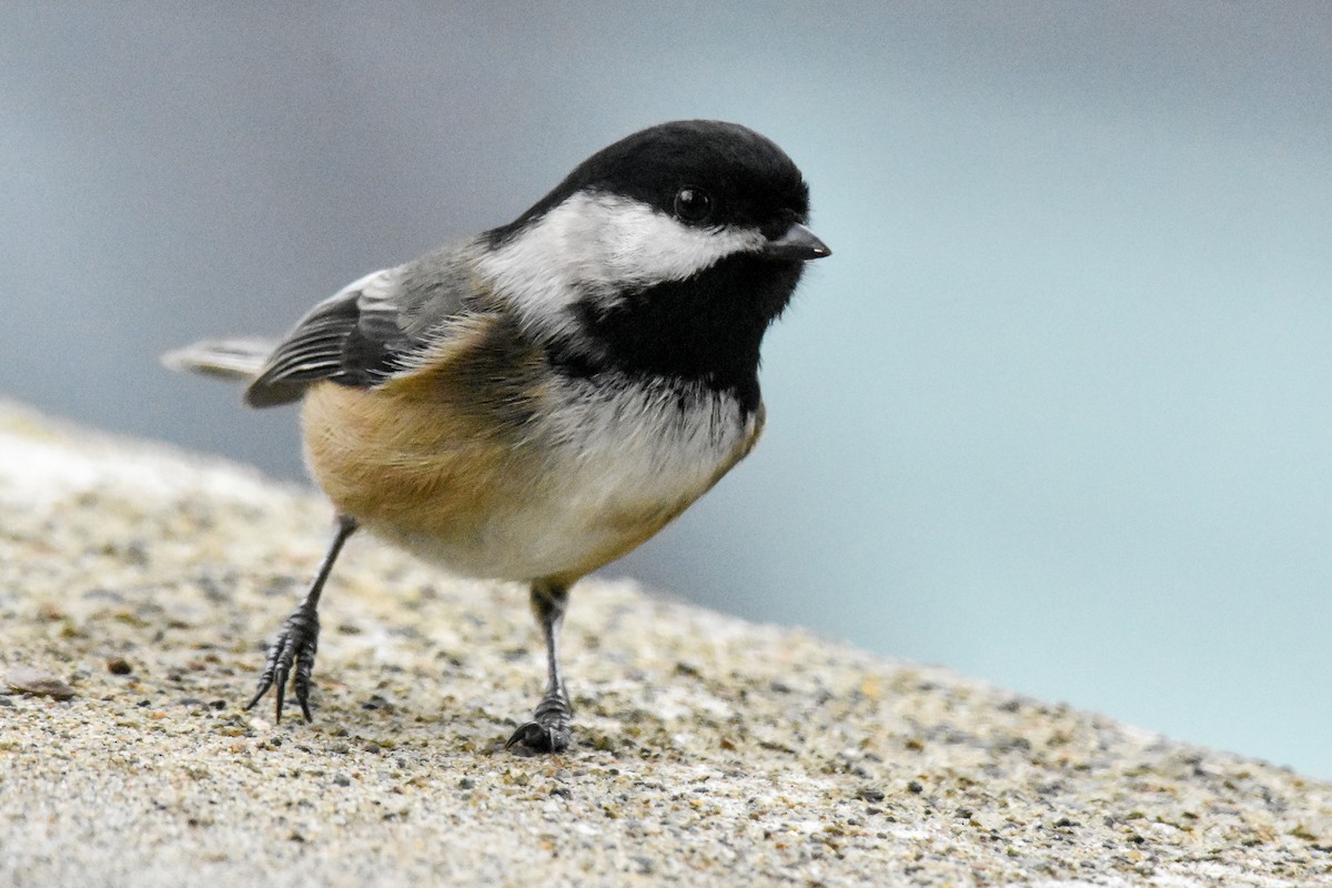 Black-capped Chickadee - ML629123644