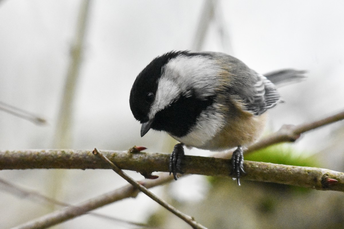 Black-capped Chickadee - ML629123645