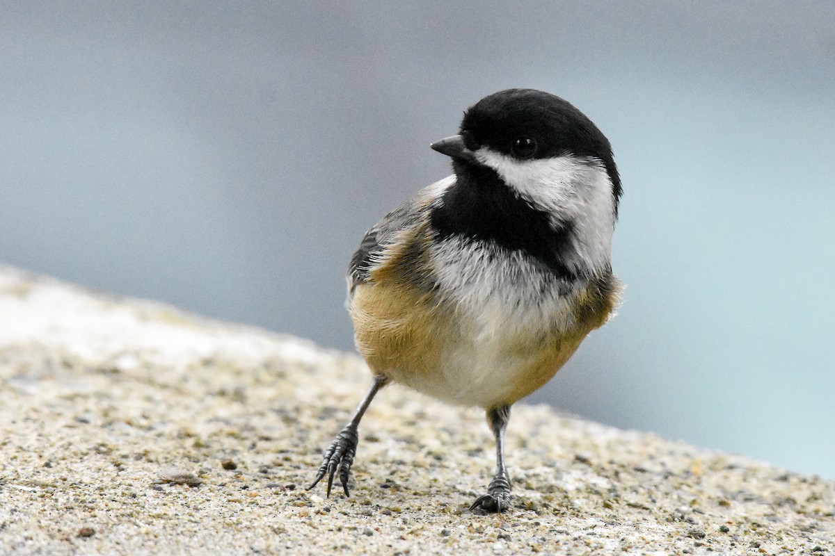 Black-capped Chickadee - ML629123646