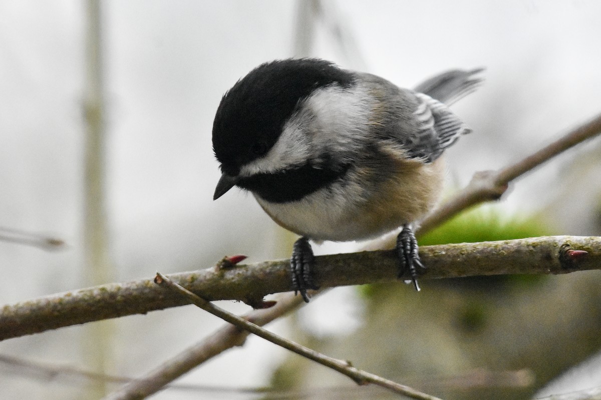 Black-capped Chickadee - ML629123647