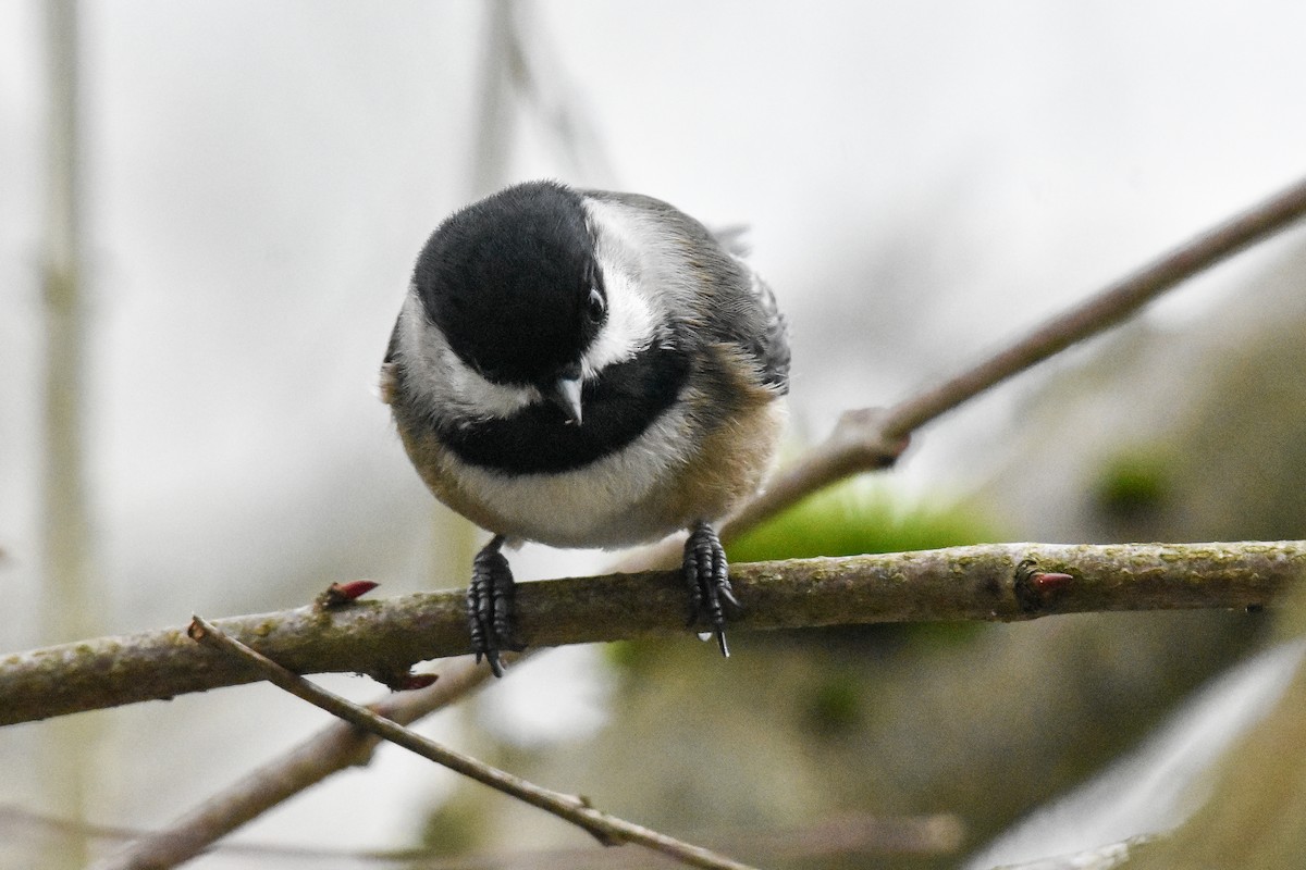 Black-capped Chickadee - ML629123648