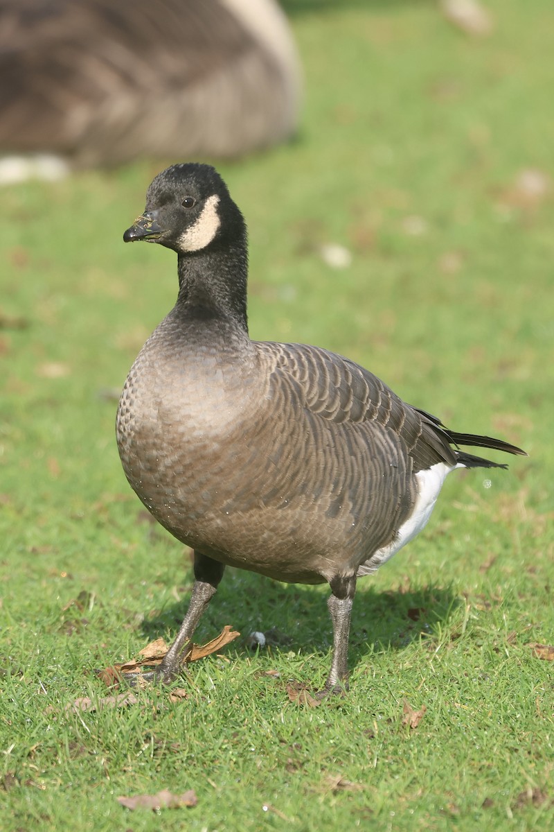 Branta kanadar txikia - ML629123675