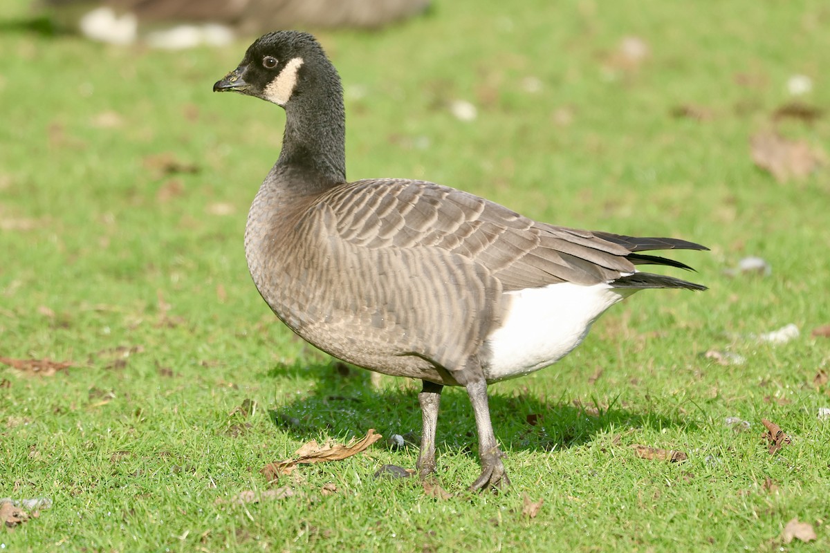 Branta kanadar txikia - ML629123676