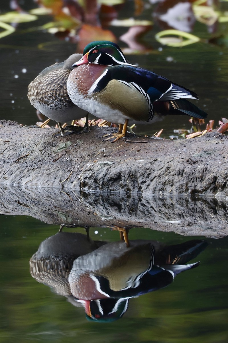 Wood Duck - ML629123684