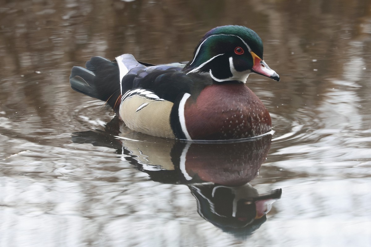 Wood Duck - ML629123685