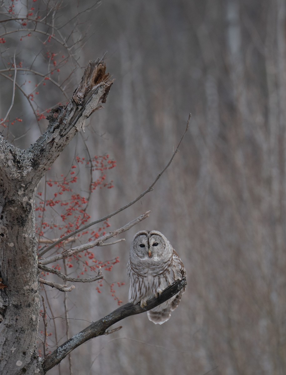 Barred Owl - ML629123704