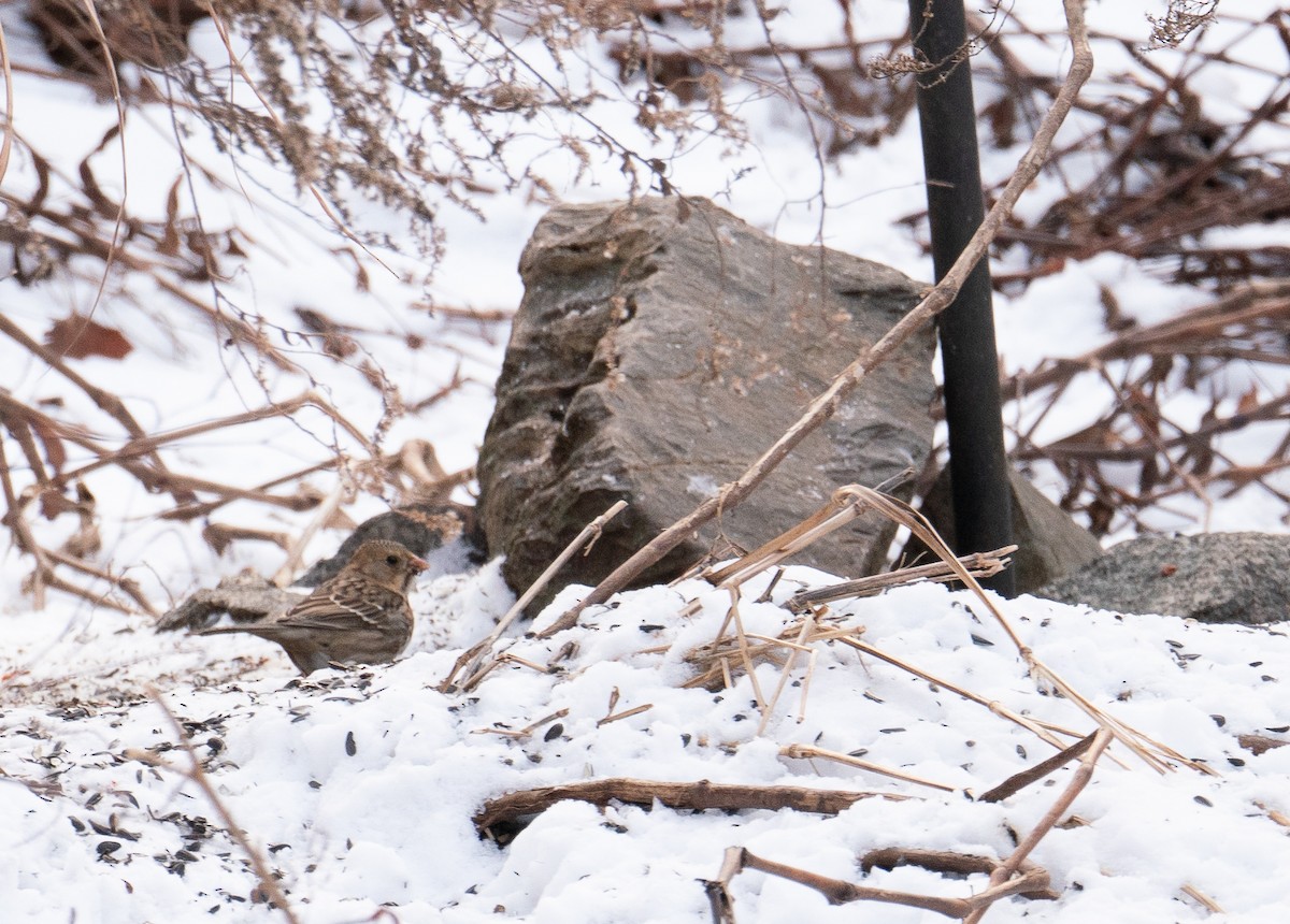 Harris's Sparrow - ML629123715