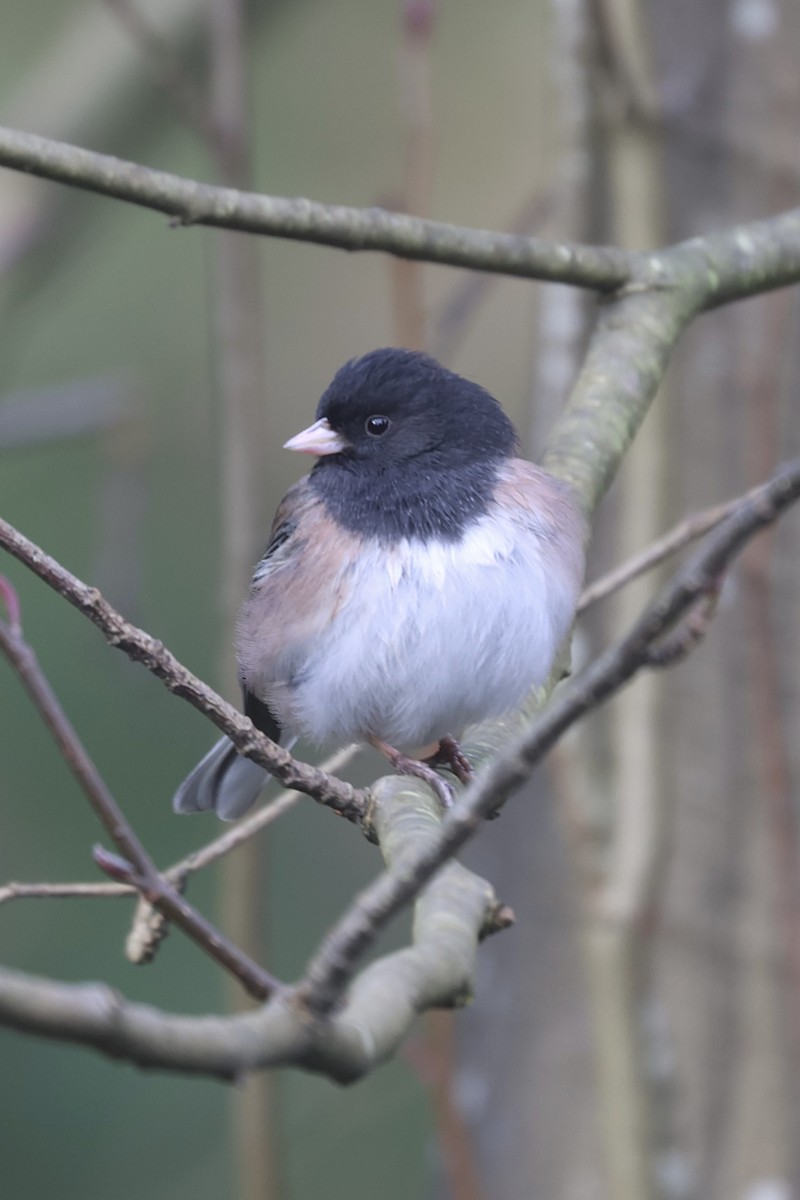 Dark-eyed Junco (Oregon) - ML629123729