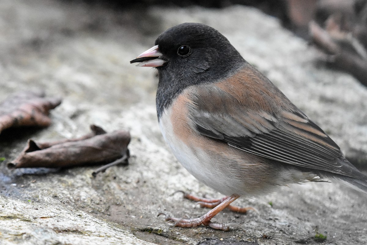 Dark-eyed Junco (Oregon) - ML629123733