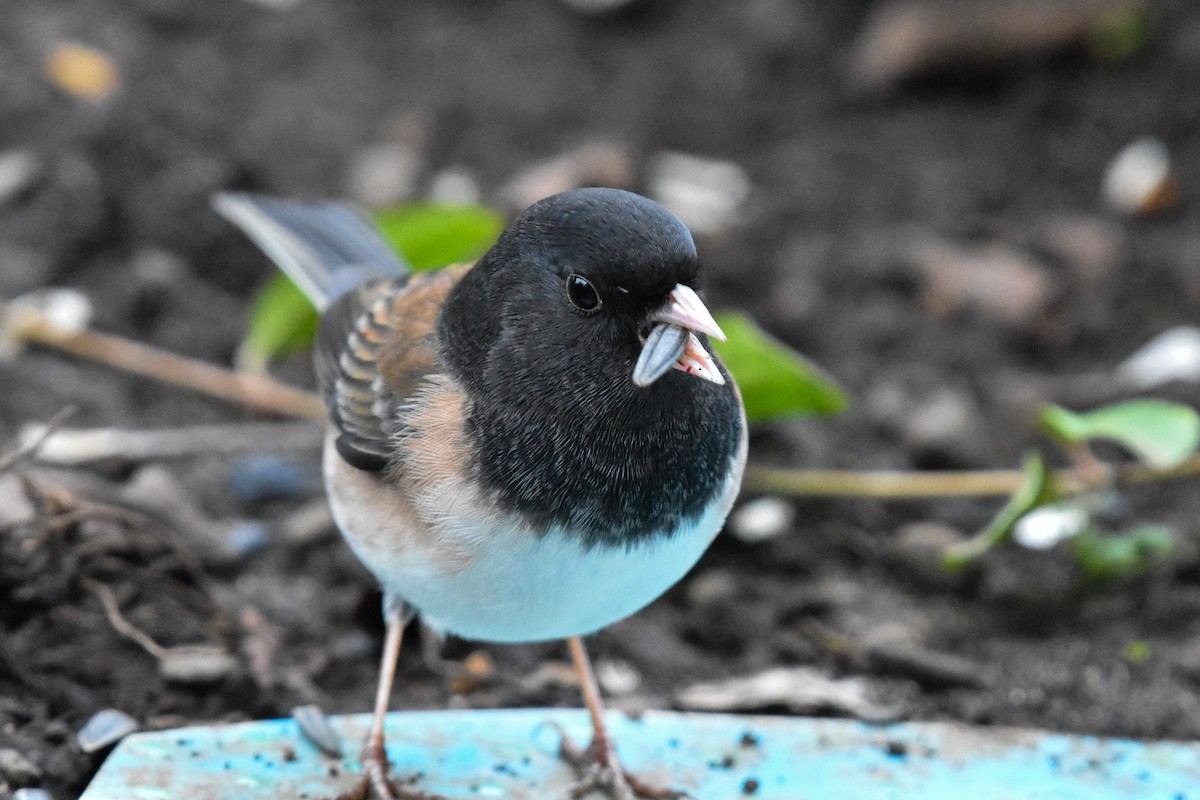 Dark-eyed Junco (Oregon) - ML629123735