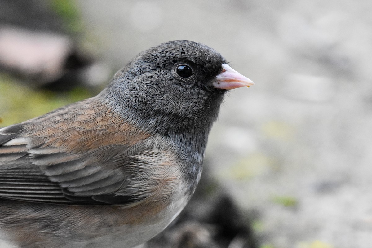 Dark-eyed Junco (Oregon) - ML629123736