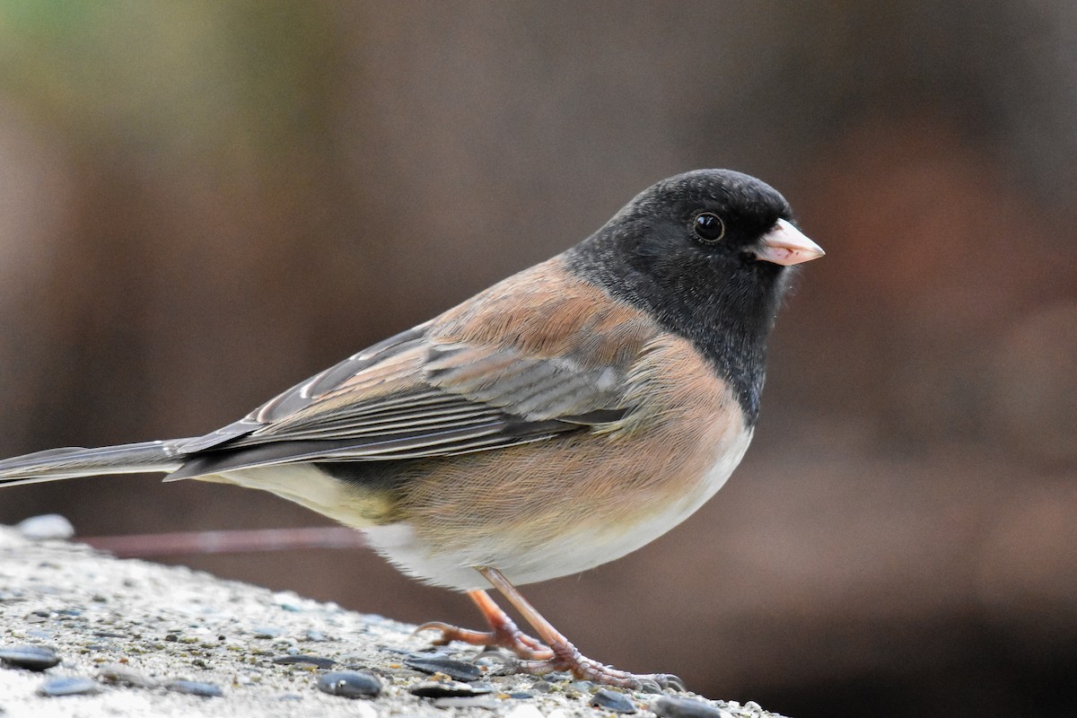 Dark-eyed Junco (Oregon) - ML629123737