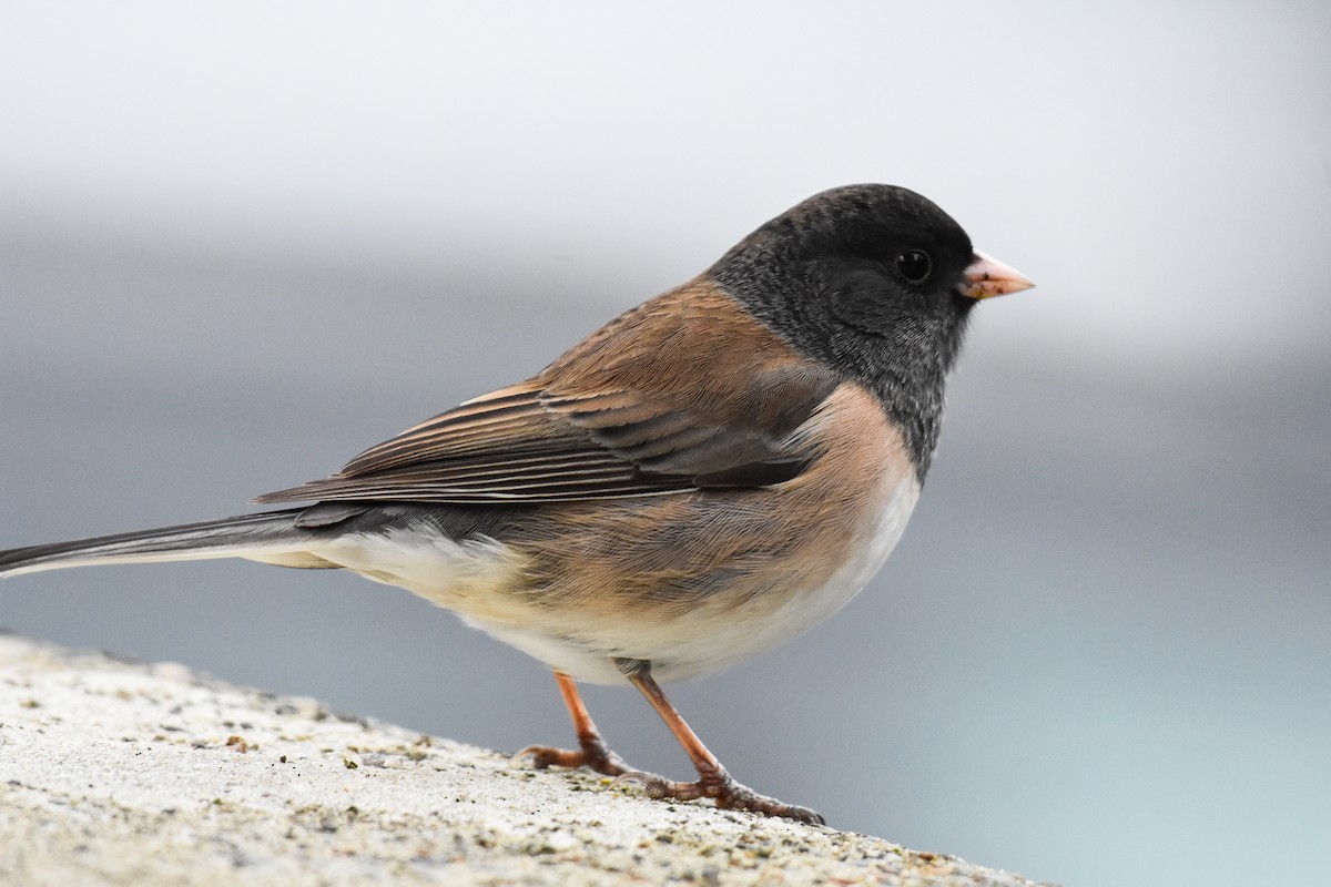 Dark-eyed Junco (Oregon) - ML629123738