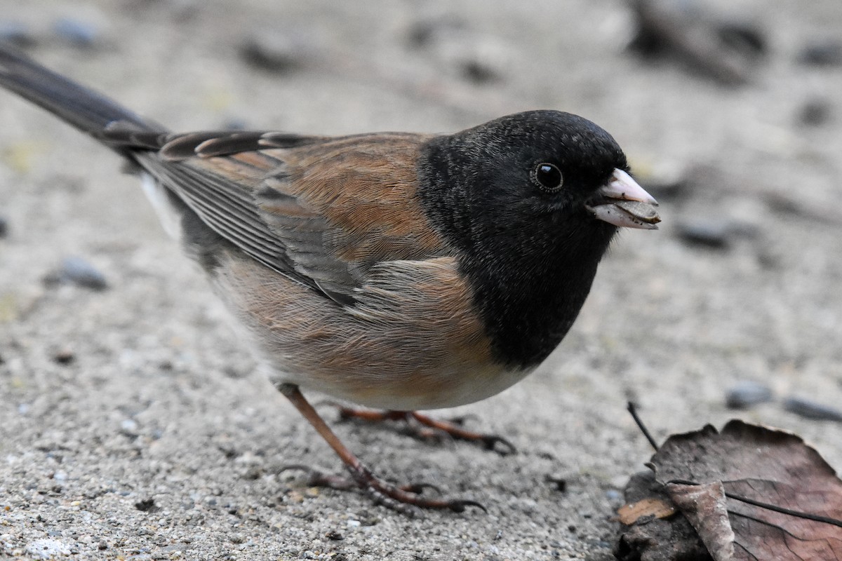 Dark-eyed Junco (Oregon) - ML629123739