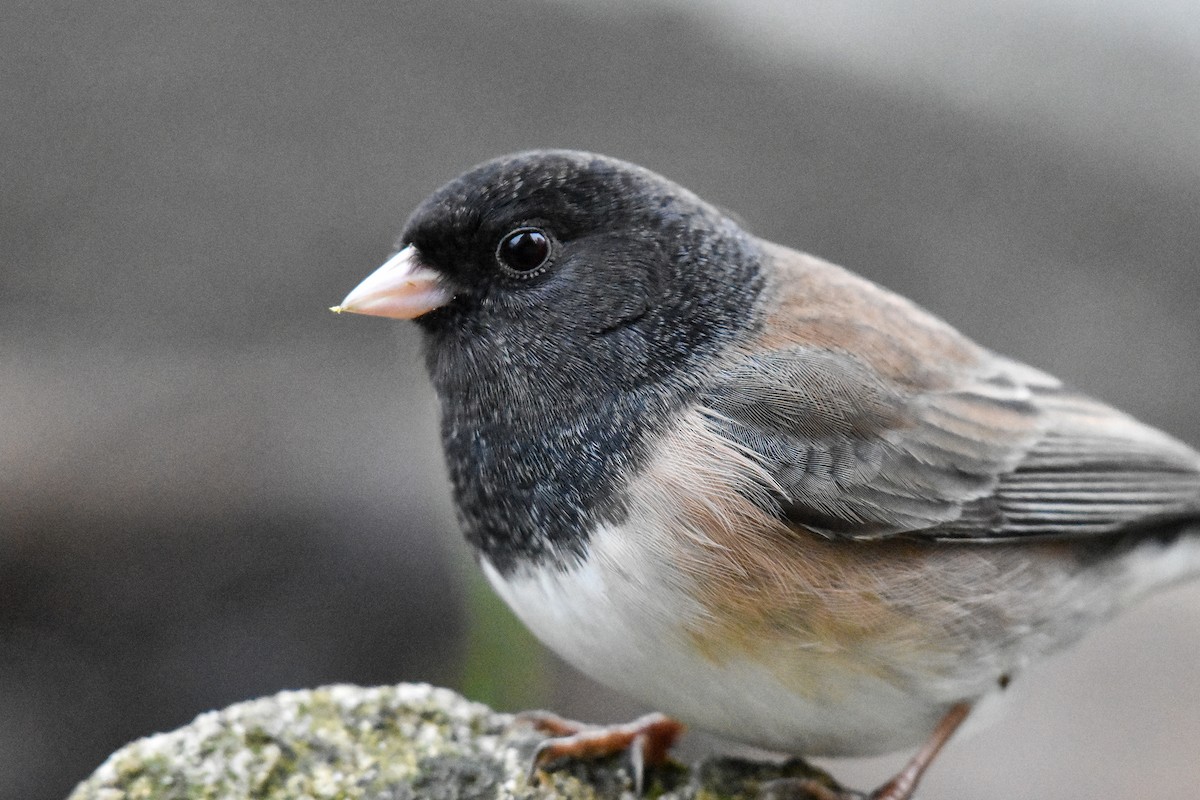 Dark-eyed Junco (Oregon) - ML629123740