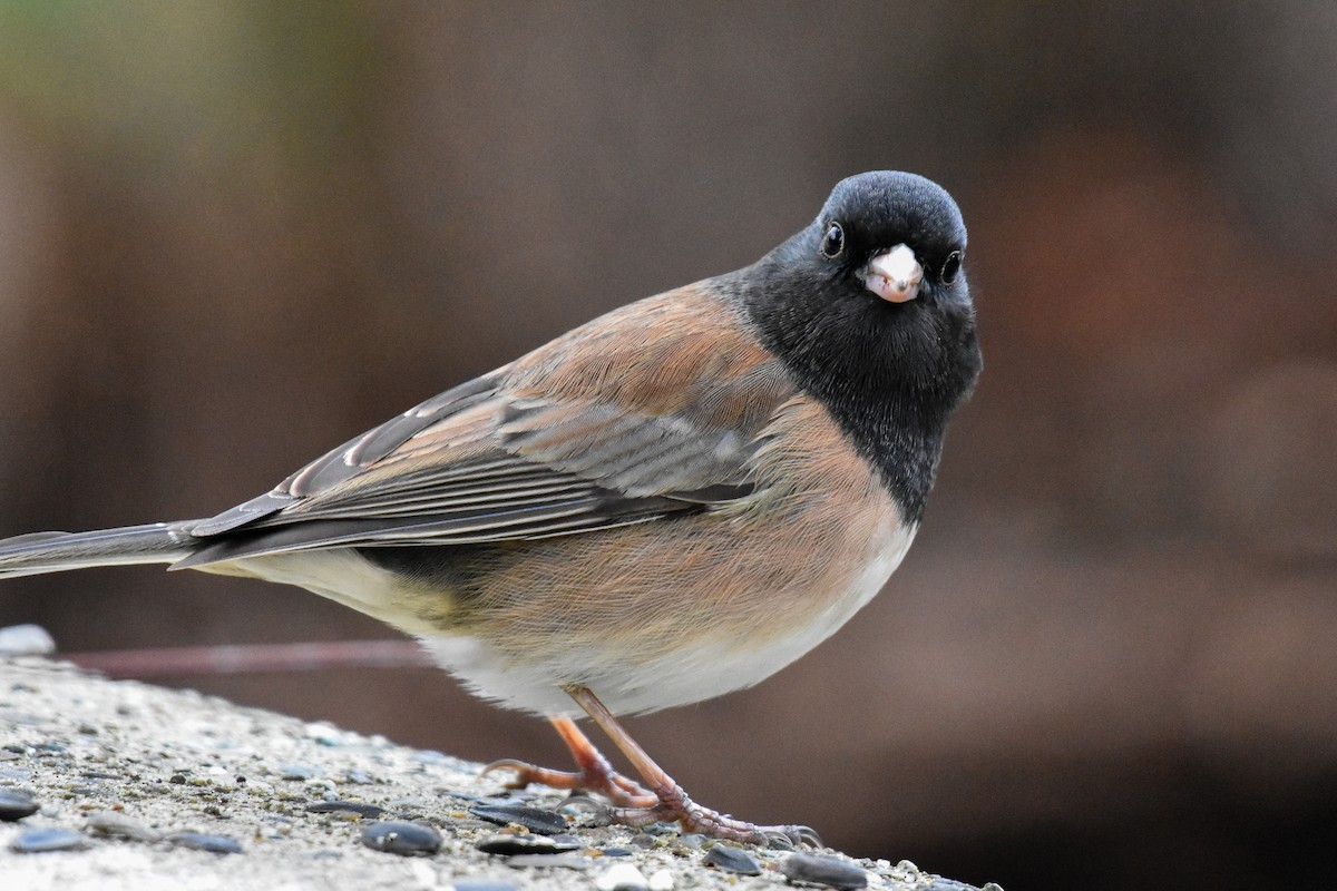 Dark-eyed Junco (Oregon) - ML629123741