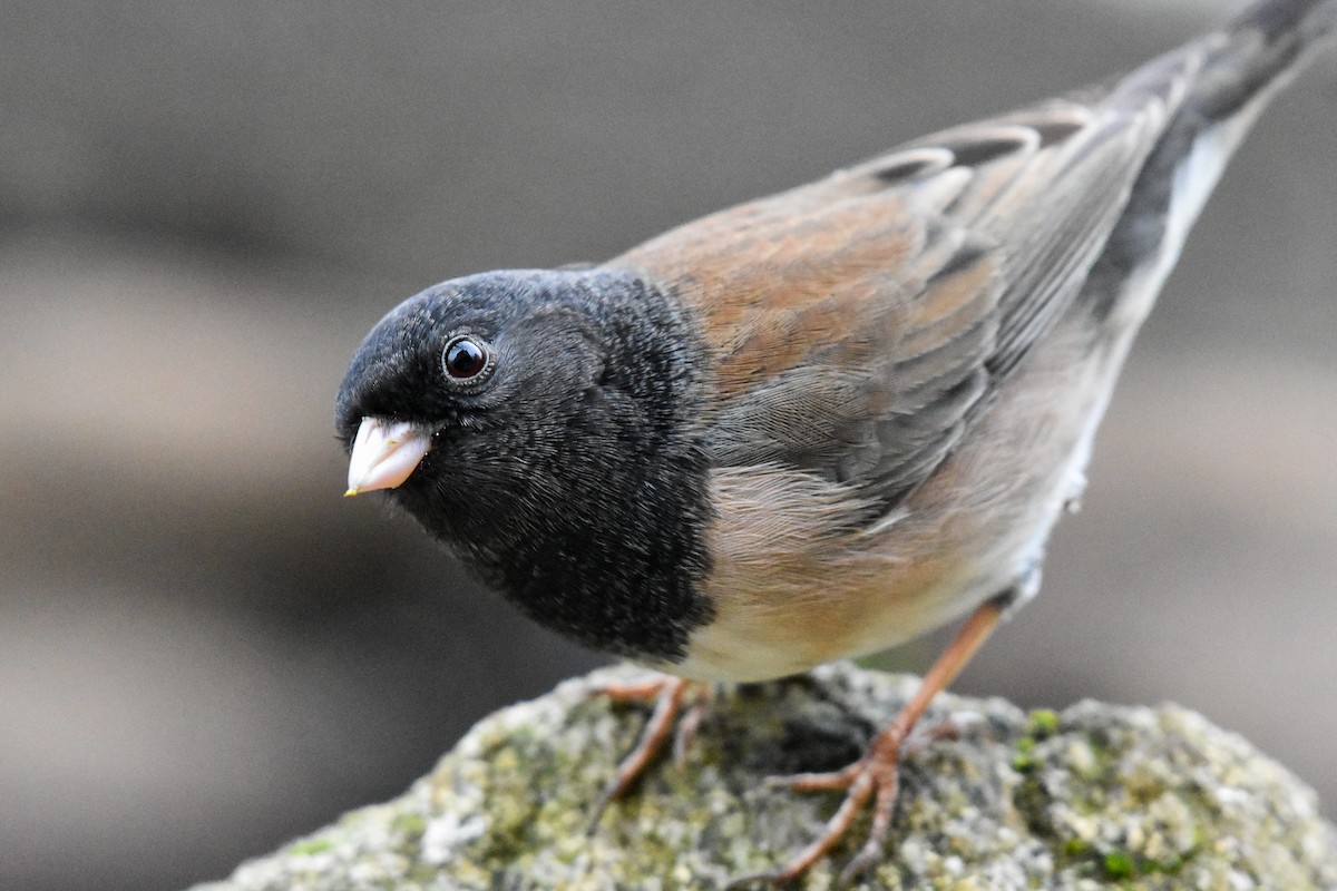 Dark-eyed Junco (Oregon) - ML629123742