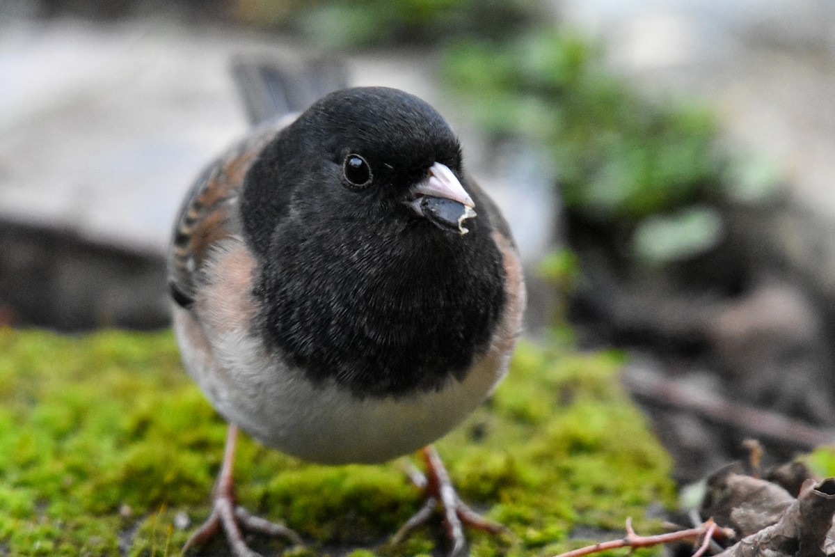 Dark-eyed Junco (Oregon) - ML629123743