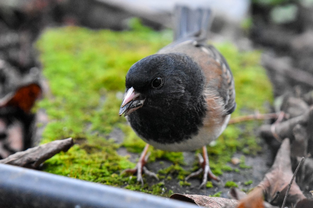 Dark-eyed Junco (Oregon) - ML629123744