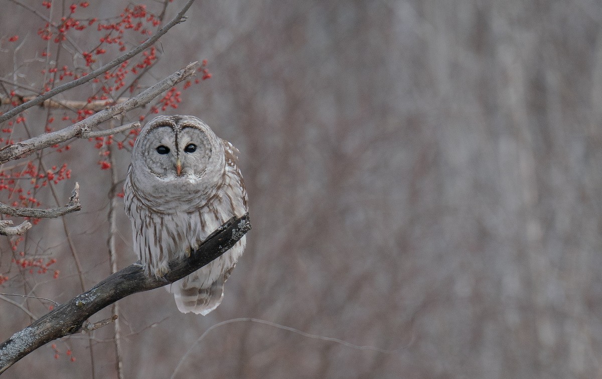 Barred Owl - ML629123764