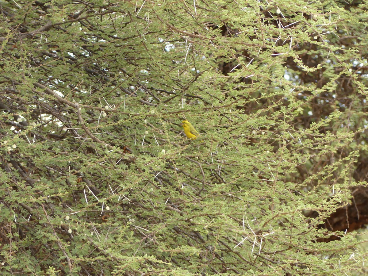 Serin de Sainte-Hélène - ML629123783