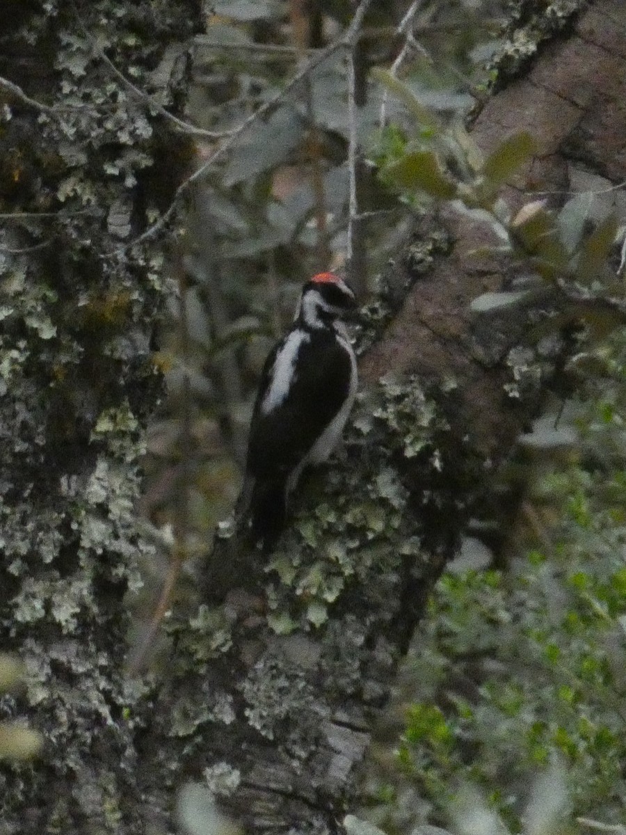 Hairy Woodpecker - ML629123802