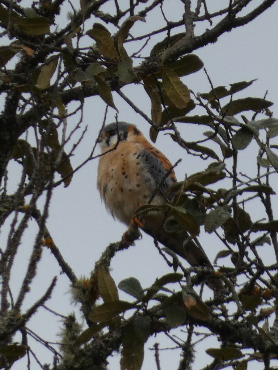 American Kestrel - ML629123809