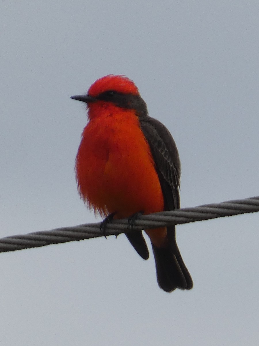 Vermilion Flycatcher - ML629123813