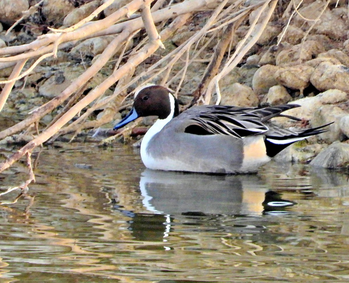 Northern Pintail - ML629123815