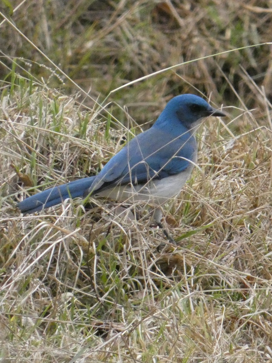 Mexican Jay - ML629123818